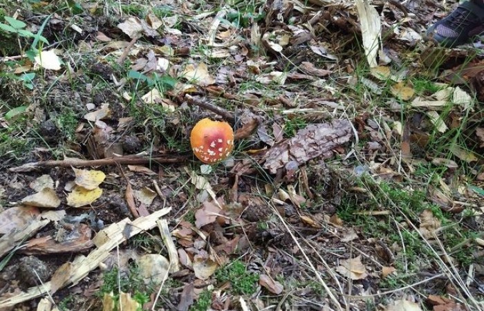 wycieczka_do_lasi_1a_2a_09